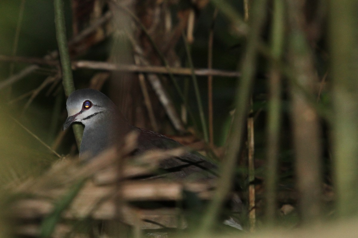 Purplish-backed Quail-Dove - ML286390141