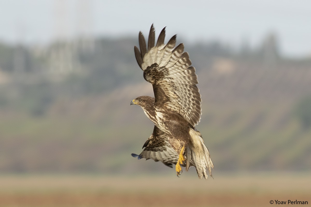 Common Buzzard (Western) - ML286390311