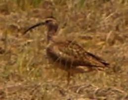 Whimbrel - Laurel Ladwig