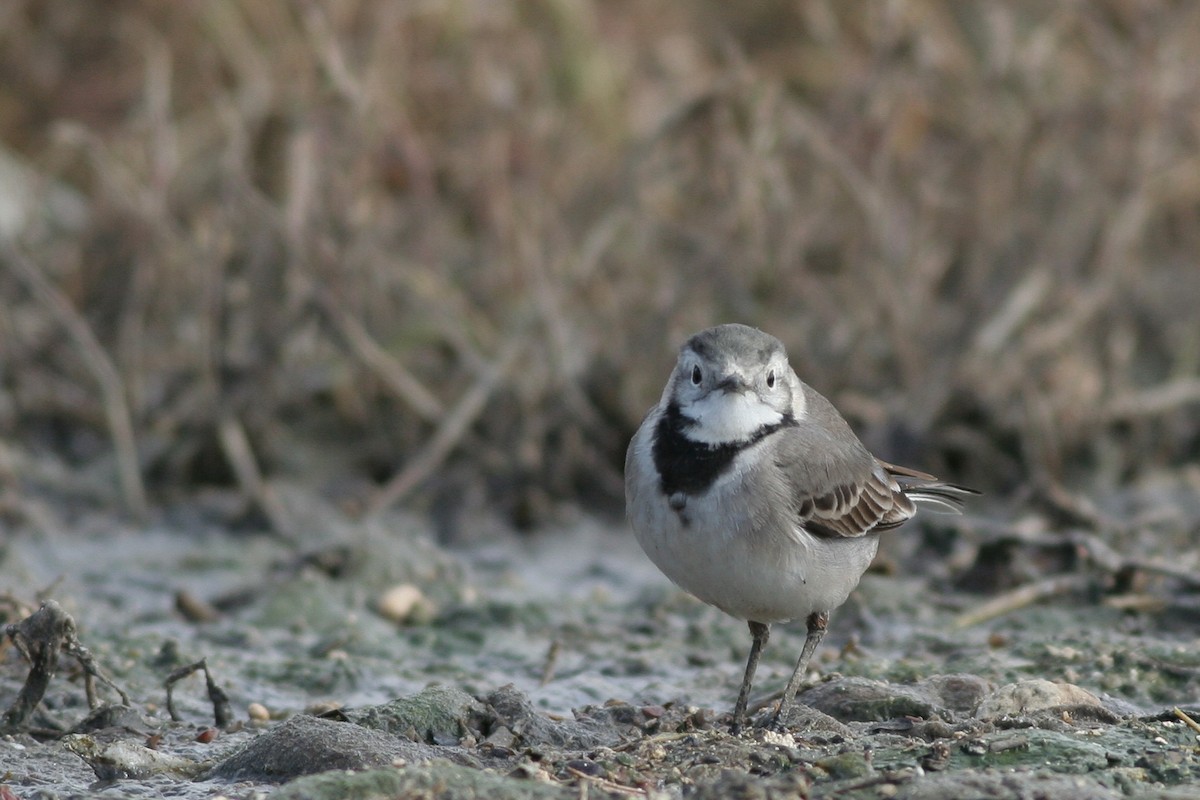 White Wagtail (White-faced) - ML286395381