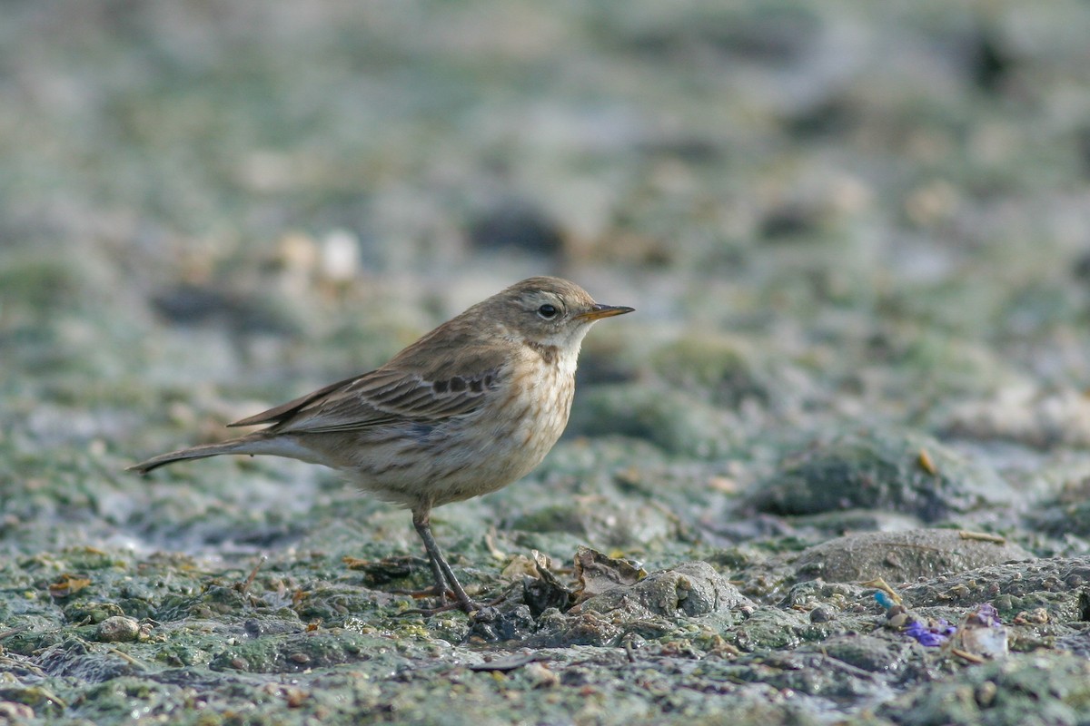 Water Pipit - ML286395551