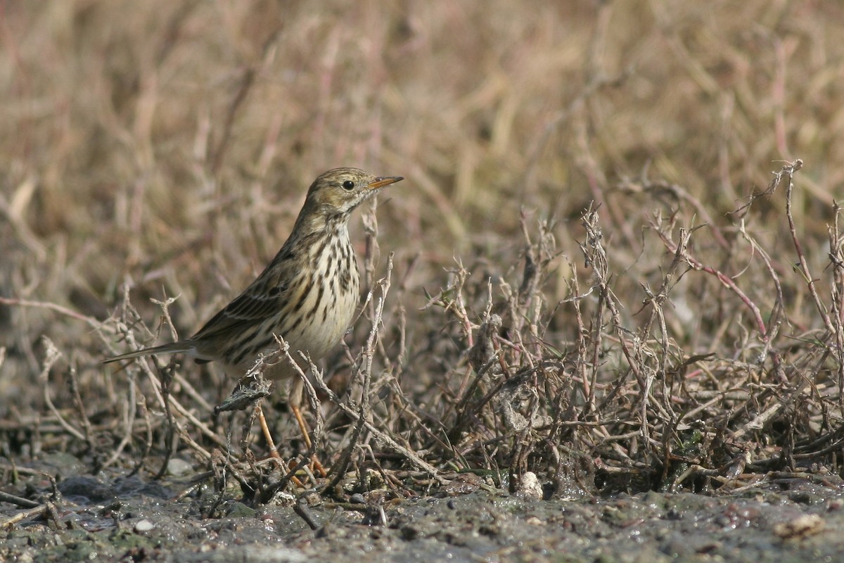Meadow Pipit - ML286395601