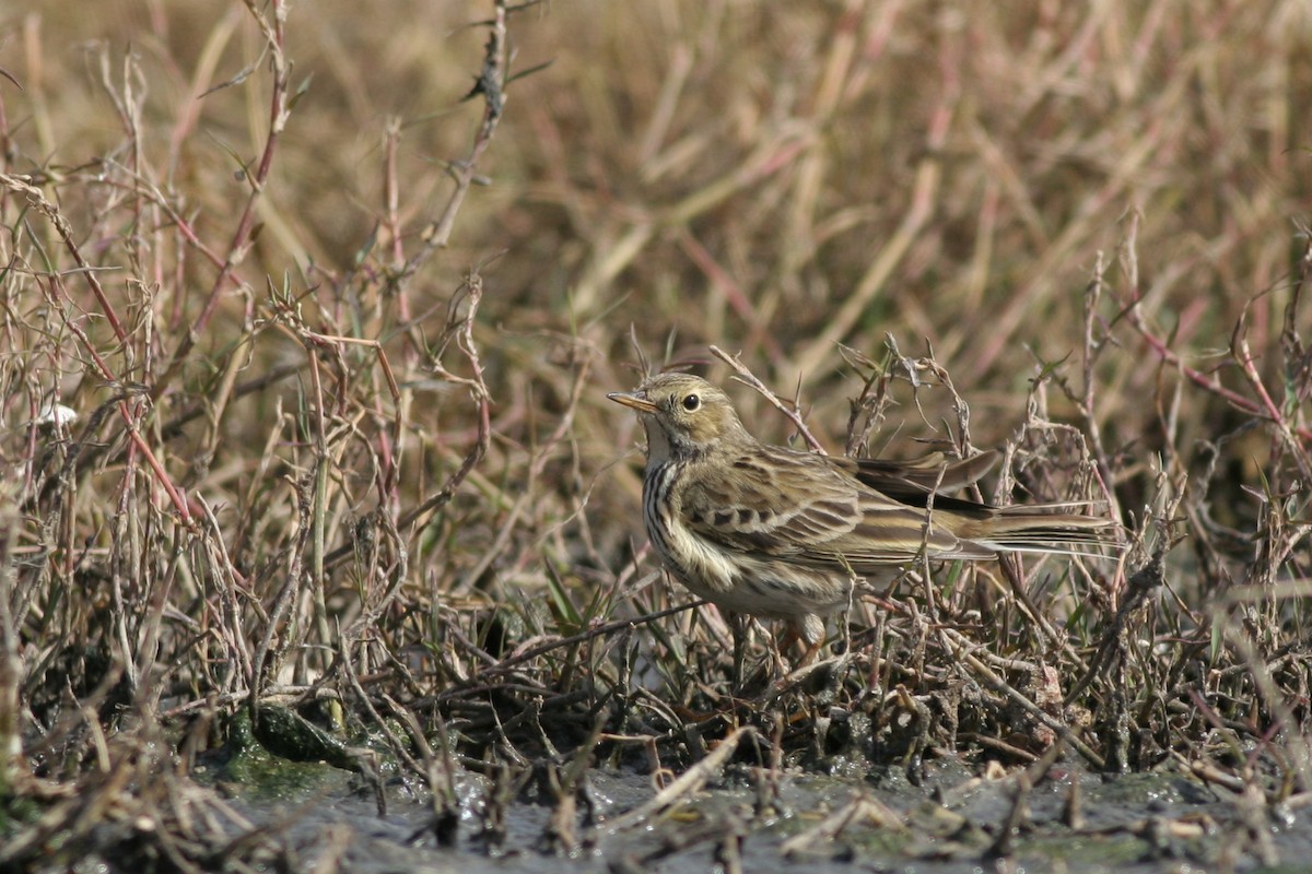 Meadow Pipit - ML286395611