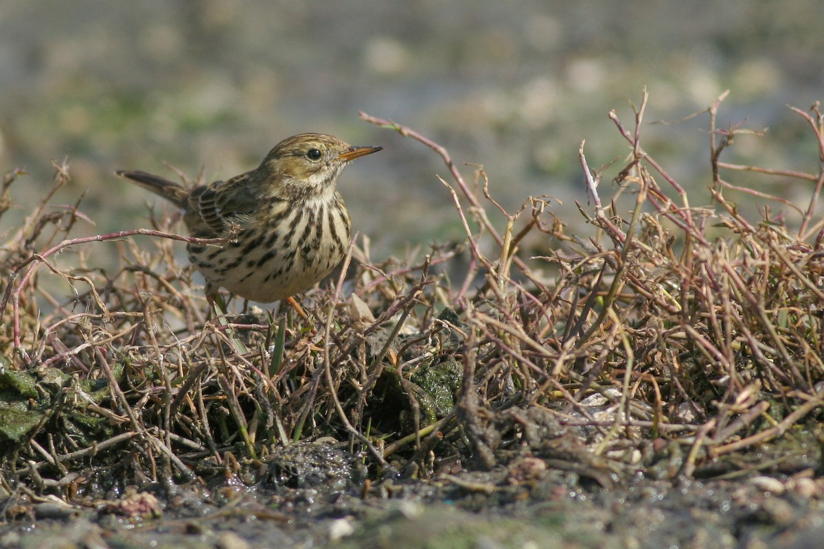 Meadow Pipit - ML286395721