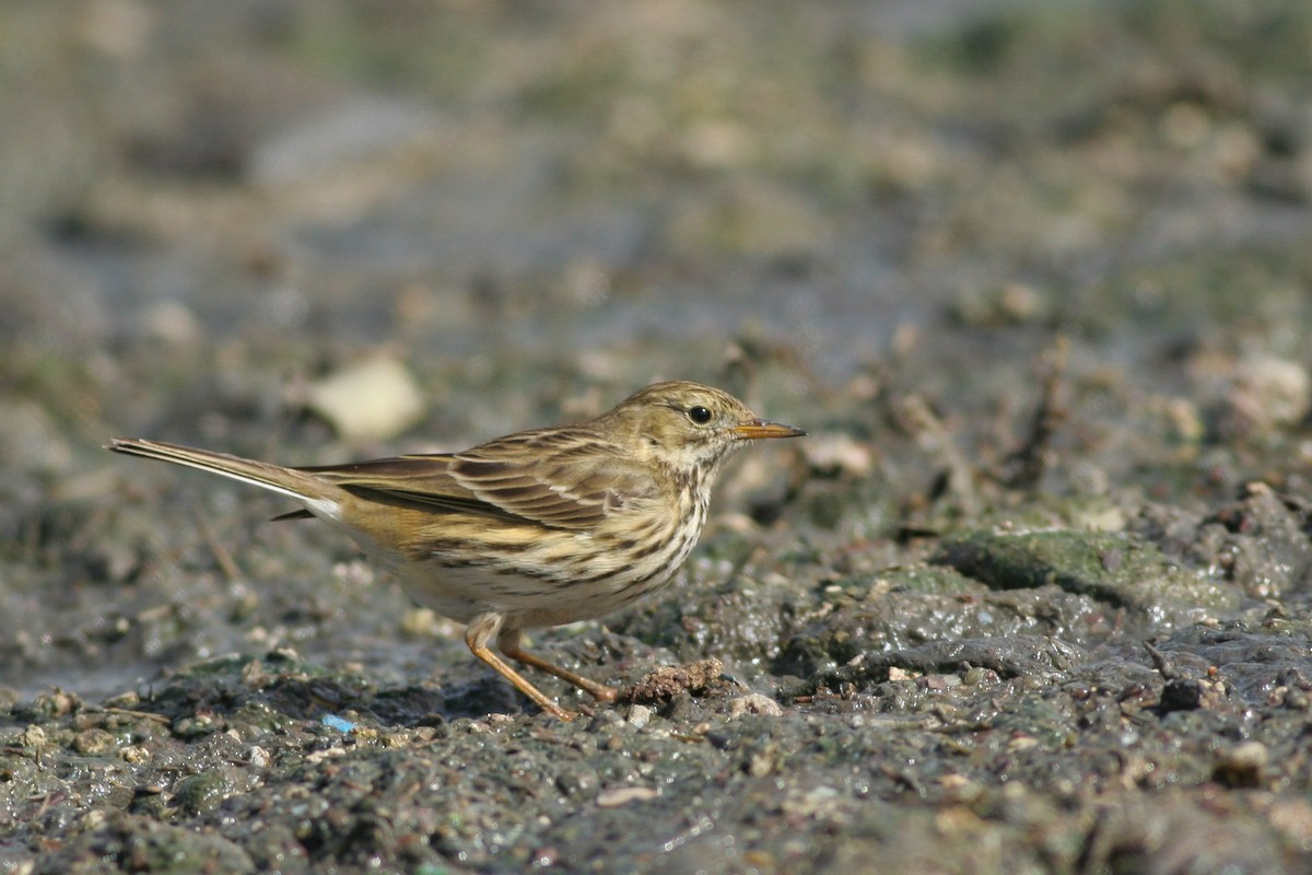 Meadow Pipit - ML286395731