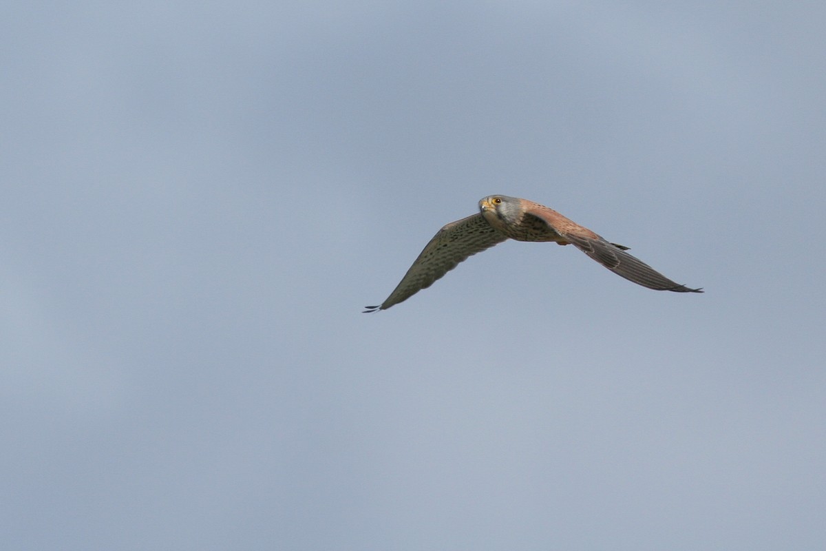 Eurasian Kestrel - ML286395871