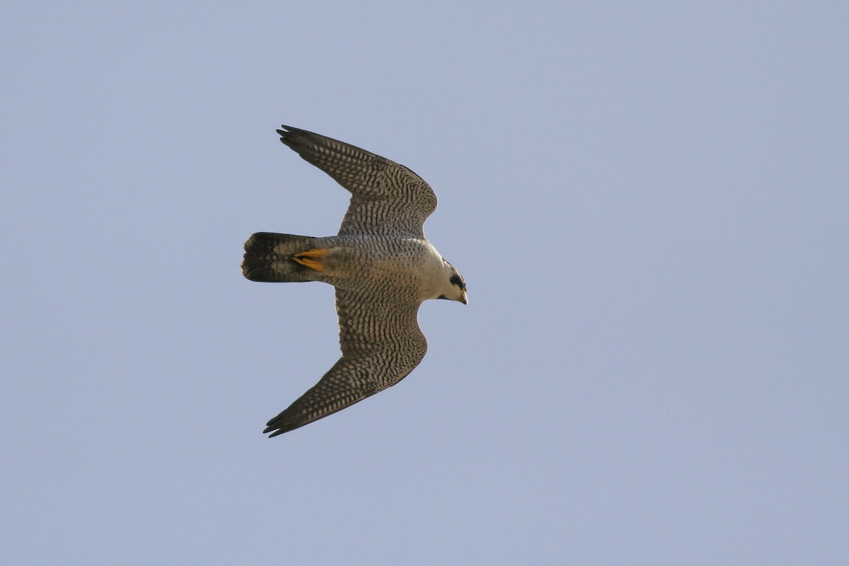 Peregrine Falcon - ML286395981