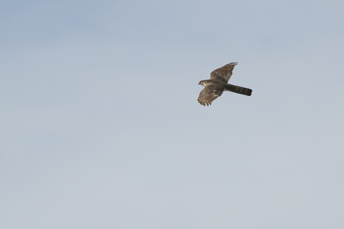 Eurasian Sparrowhawk - ML286396031