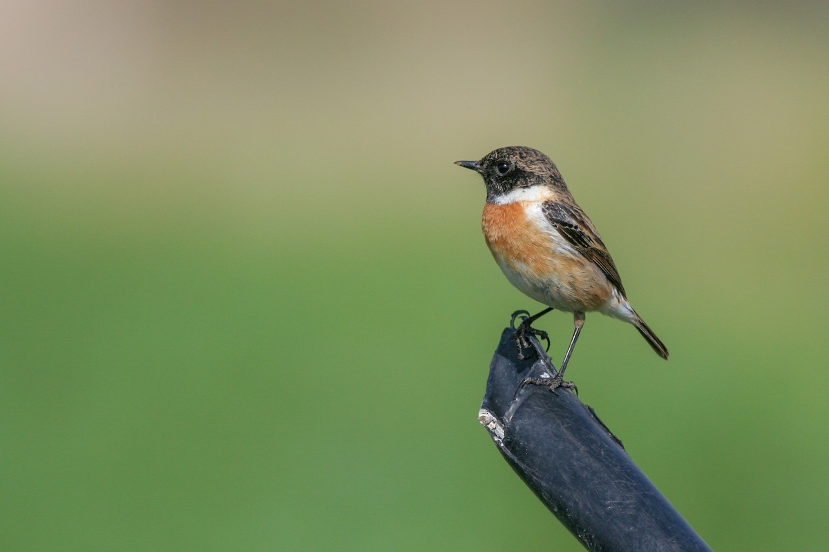 European Stonechat - ML286396161