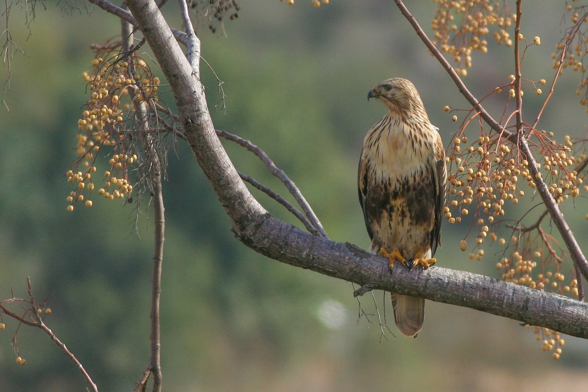 Long-legged Buzzard - ML286396191