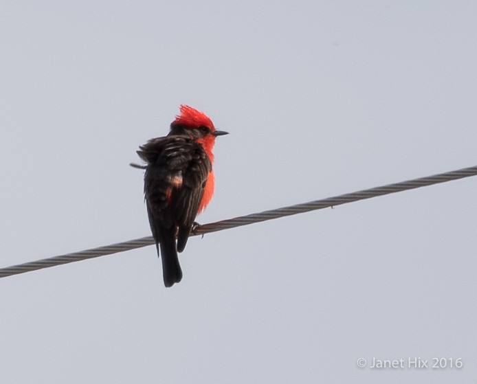 Vermilion Flycatcher - ML28639771