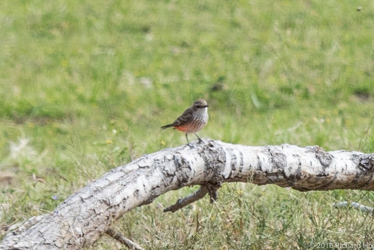 Vermilion Flycatcher - ML28639781
