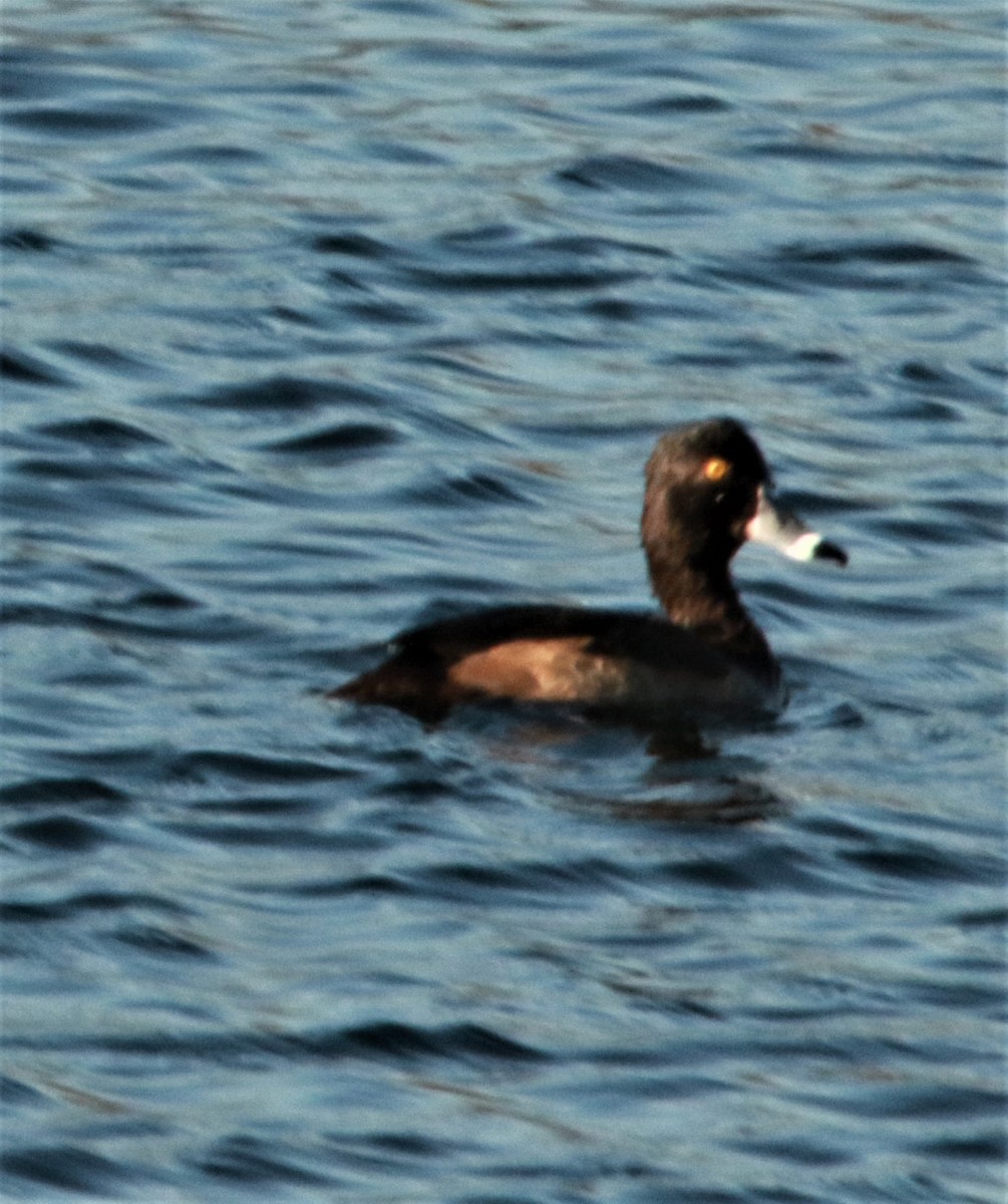 Ring-necked Duck - FELIPE SAN MARTIN