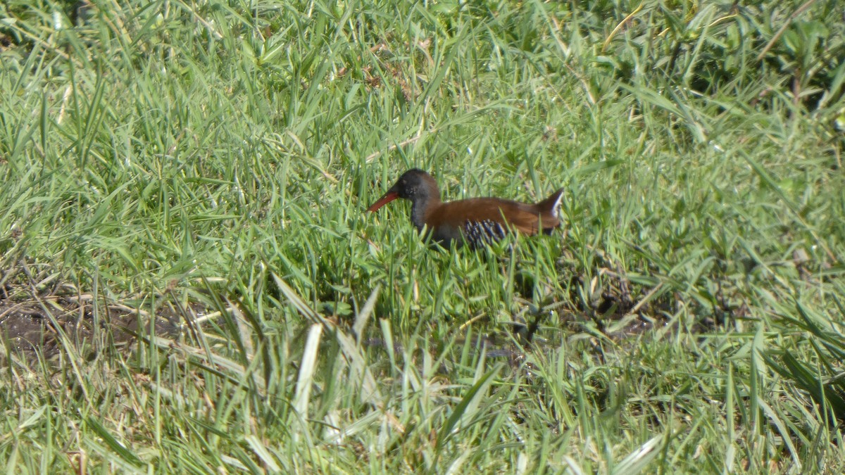 African Rail - ML286398361