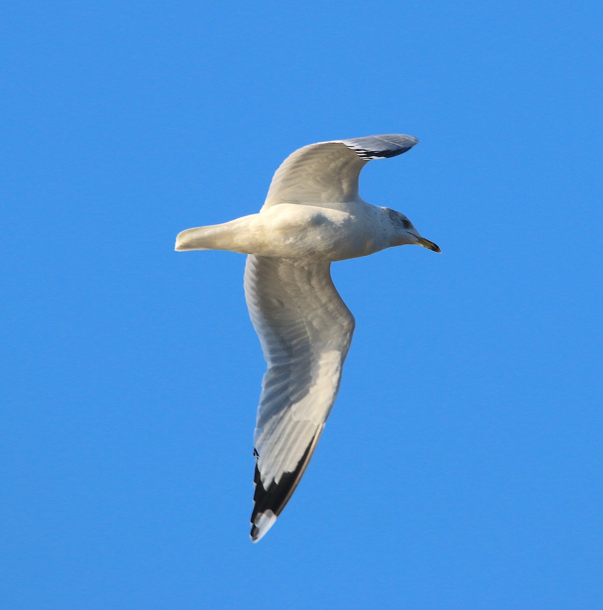 Ring-billed Gull - ML286399201