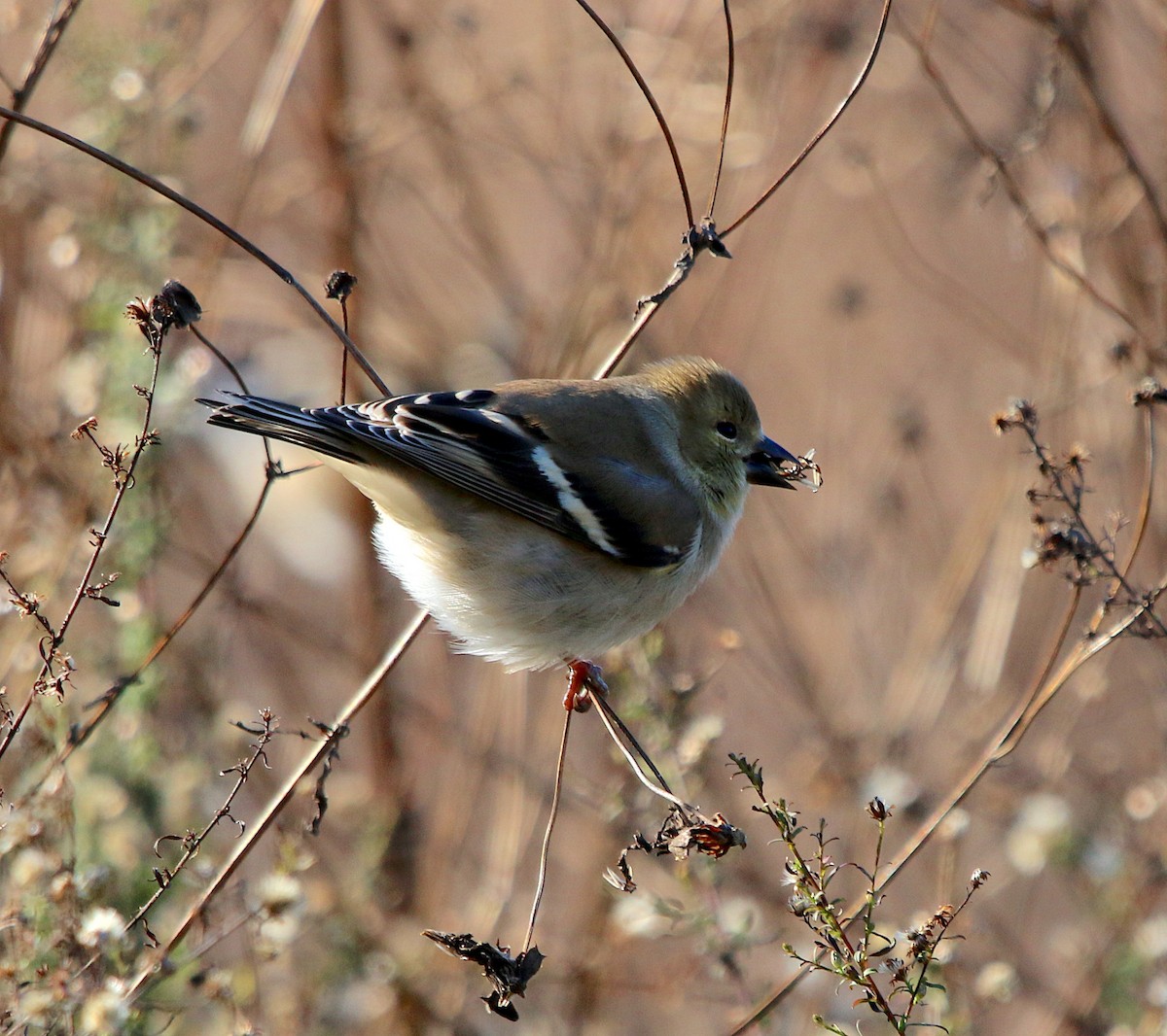 American Goldfinch - ML286399541