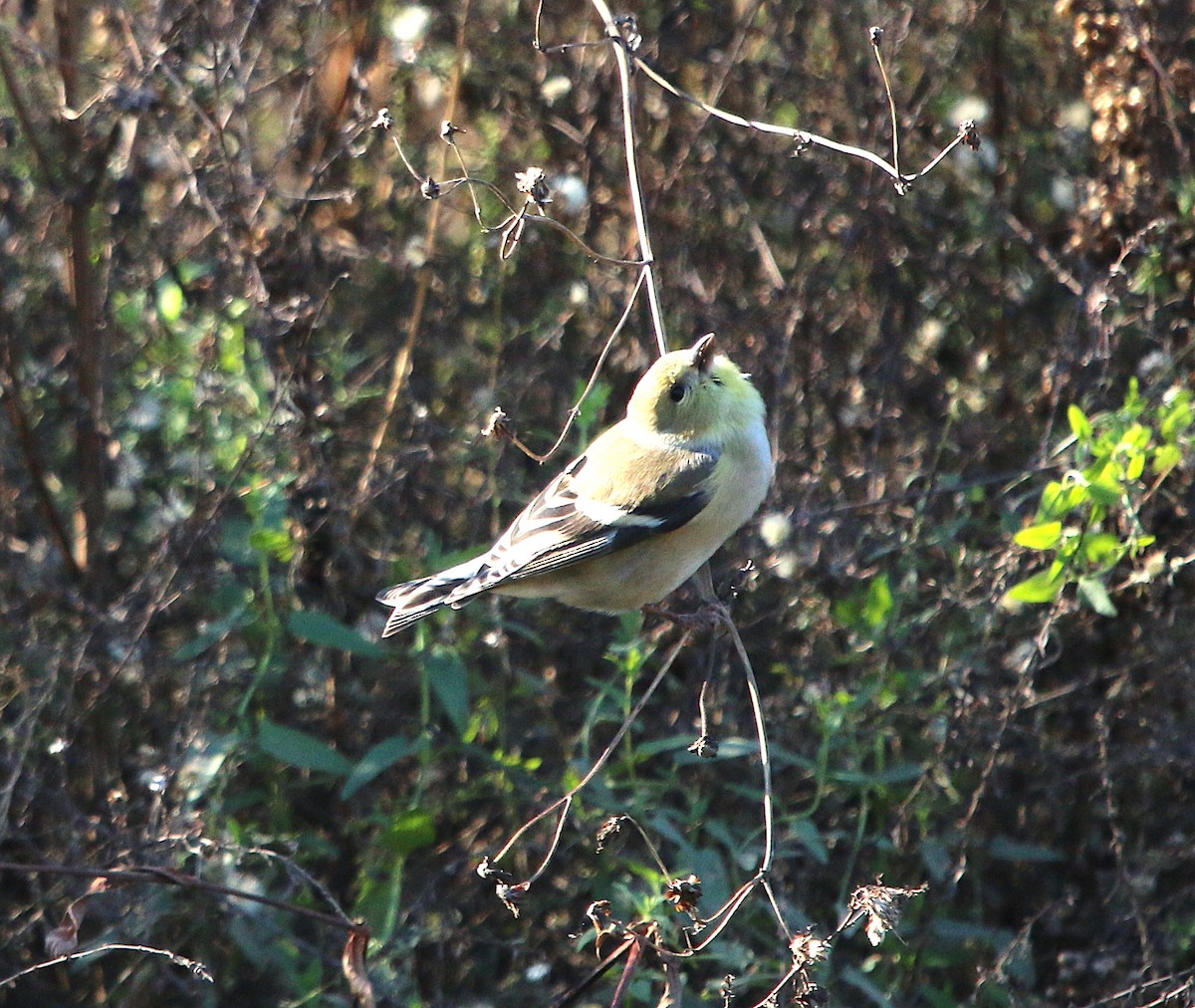 American Goldfinch - ML286399571