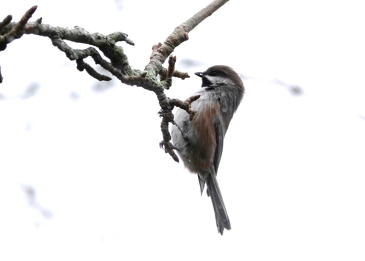 Boreal Chickadee - ML286400791