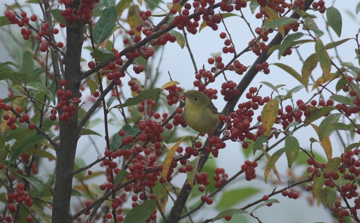 Yellow Warbler (Northern) - ML286401121