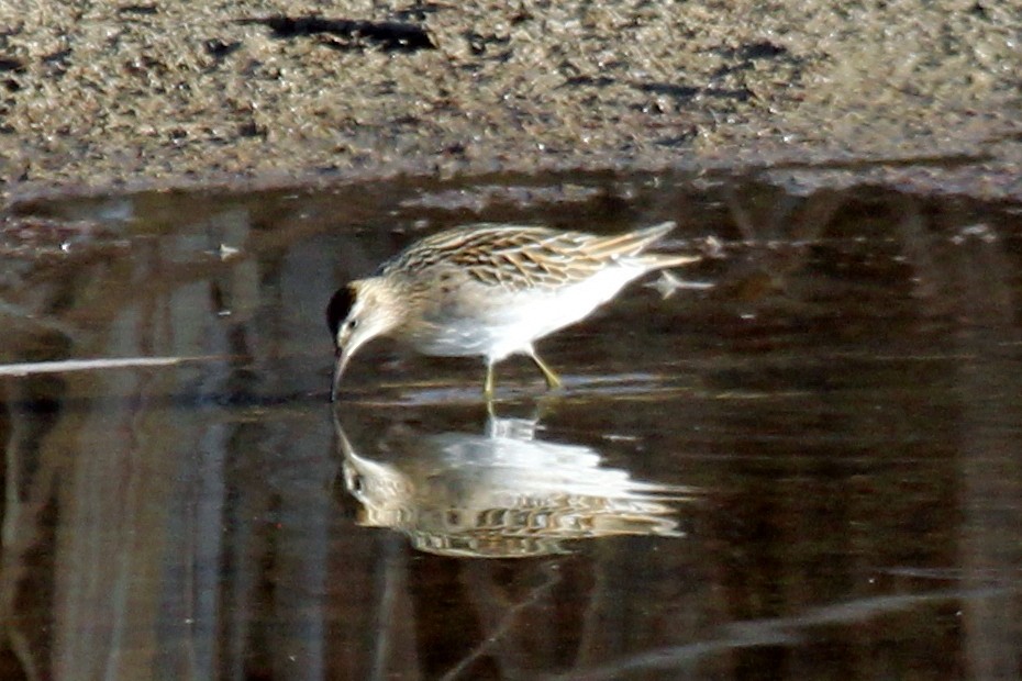 Sharp-tailed Sandpiper - ML286402351