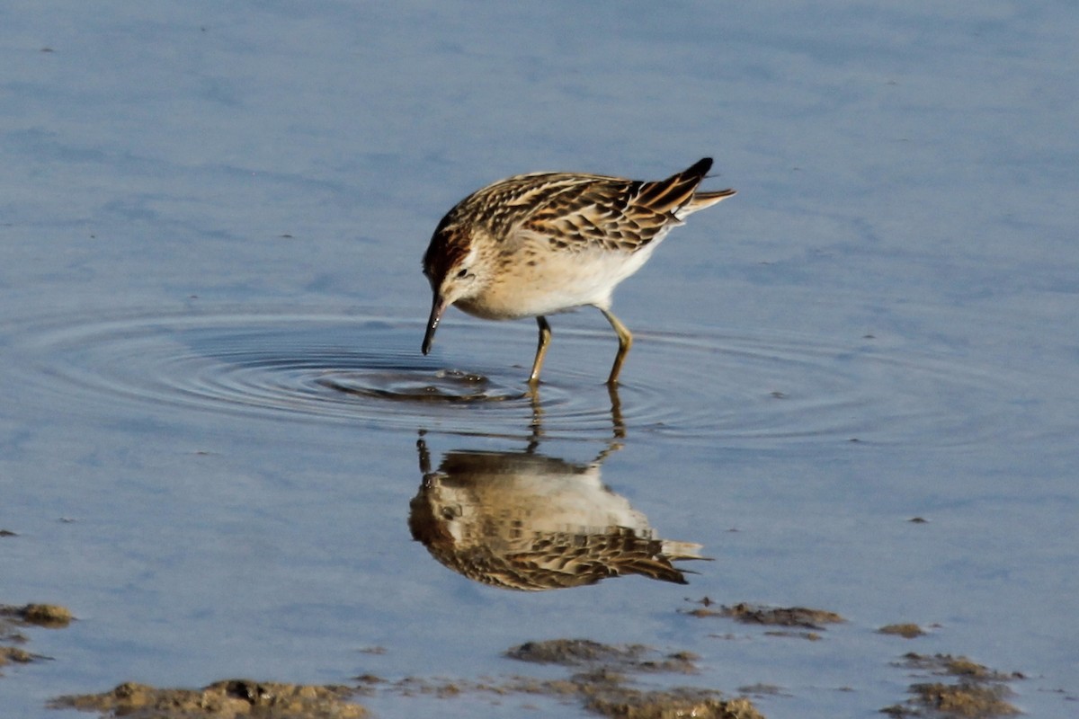 Sharp-tailed Sandpiper - ML286402561