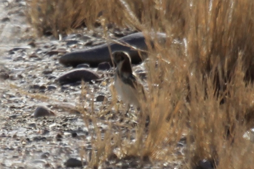 Lapland Longspur - ML286402831