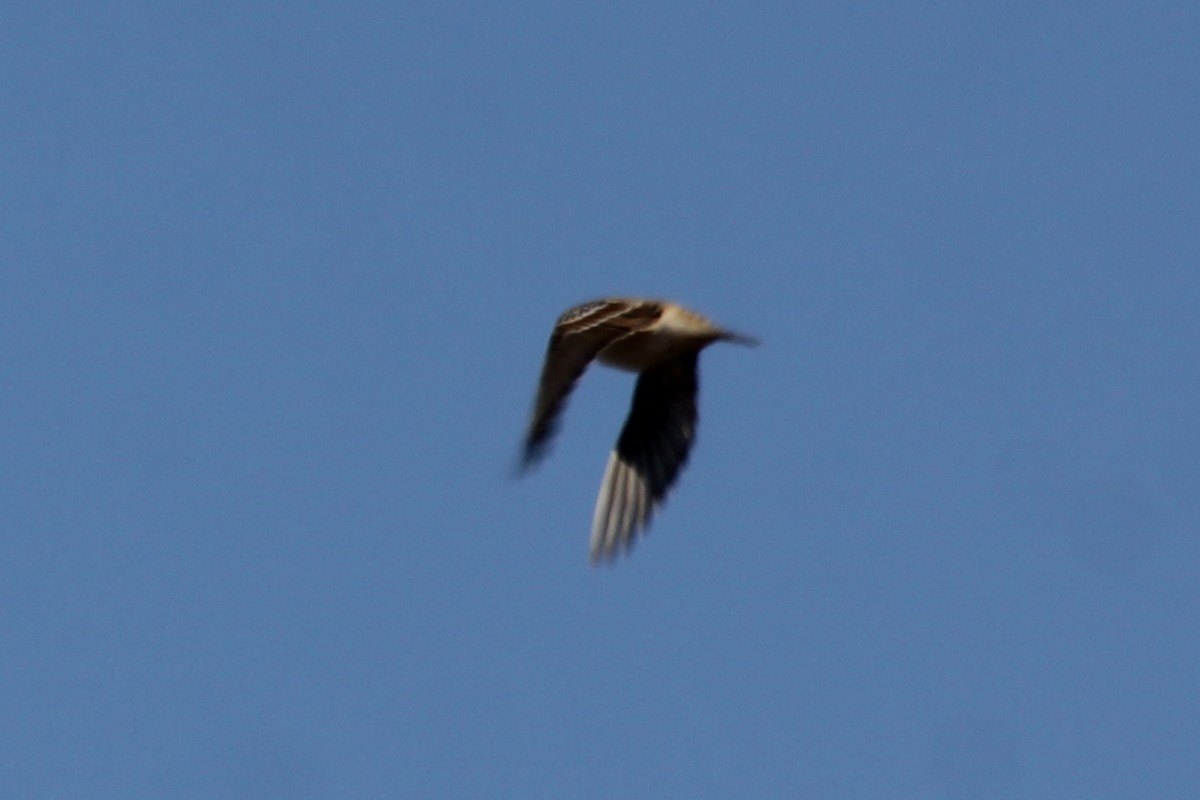 Lapland Longspur - ML286402881