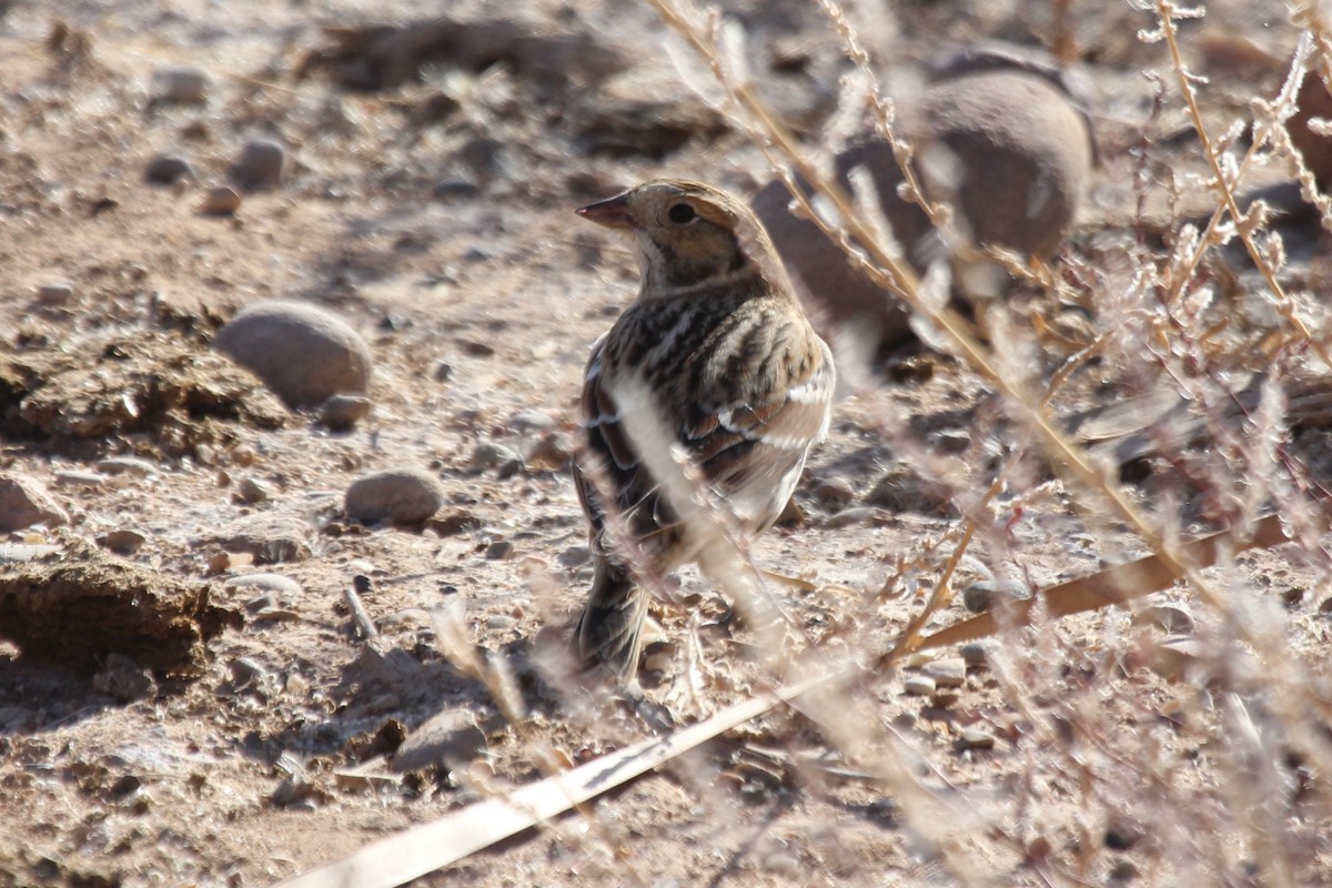 Lapland Longspur - ML286402921