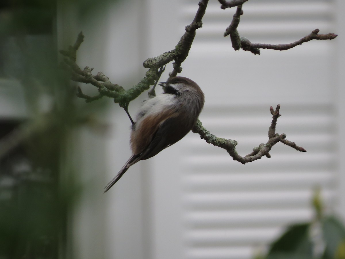 Boreal Chickadee - ML286402941