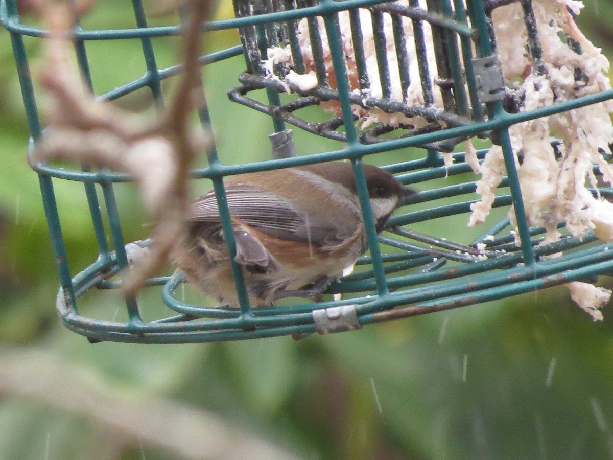 Boreal Chickadee - ML286402951