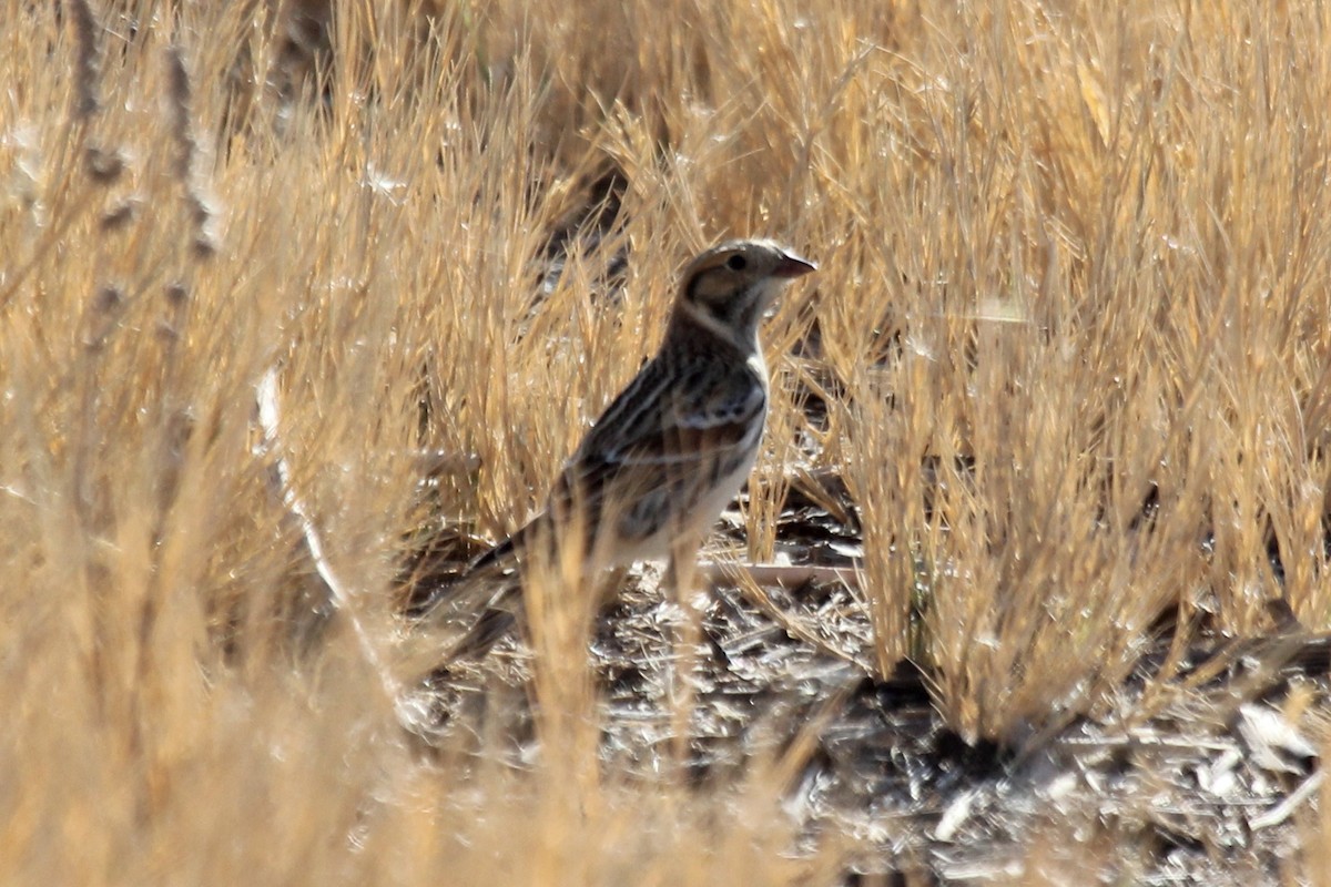 Lapland Longspur - ML286402981