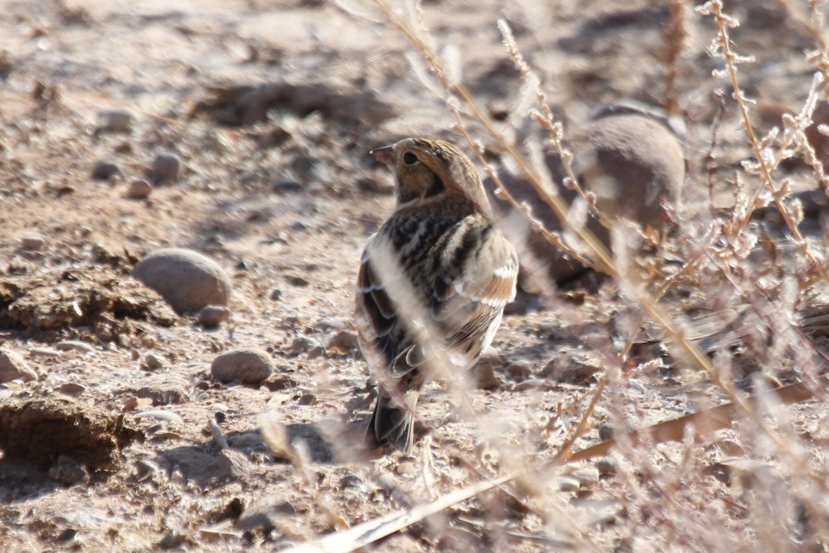 Lapland Longspur - ML286403051