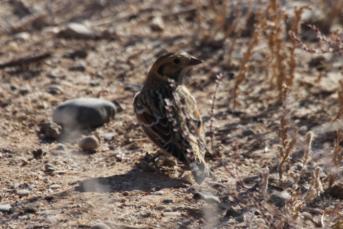 Lapland Longspur - ML286403061