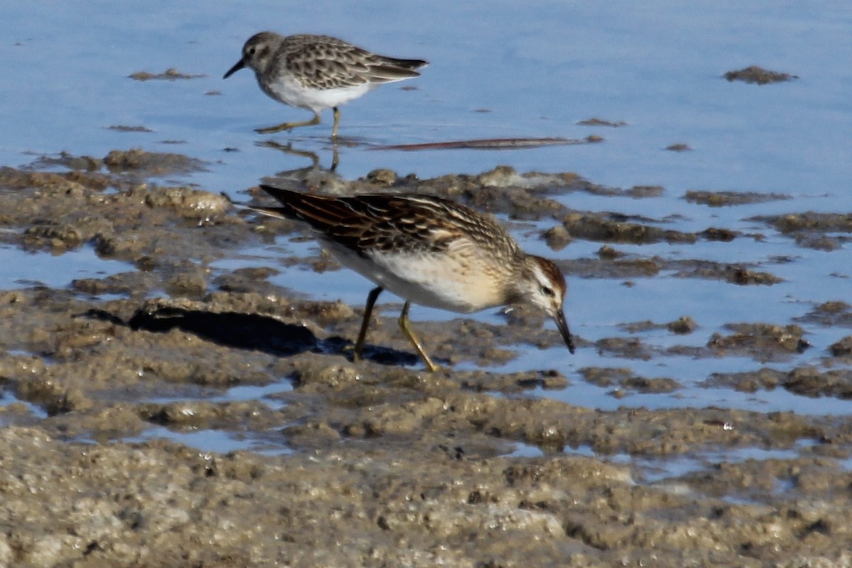 Sharp-tailed Sandpiper - ML286403701