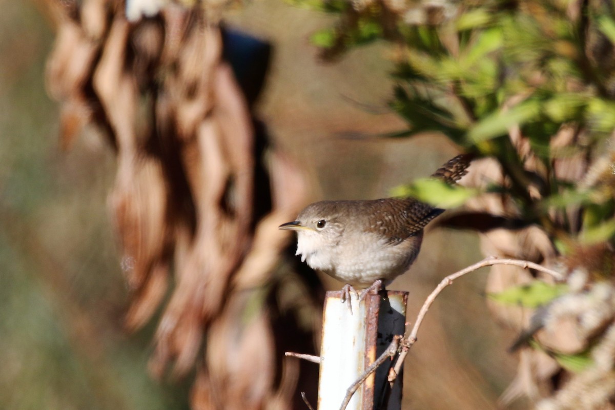 House Wren - Ronald Goddard