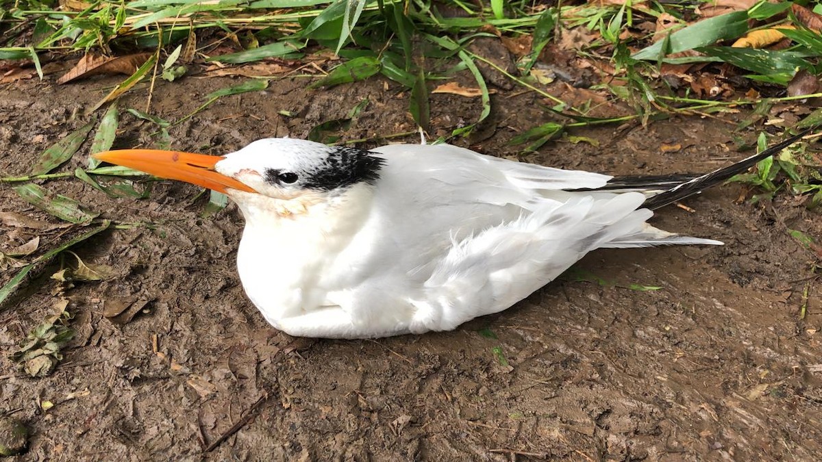 Royal Tern - ML286405431