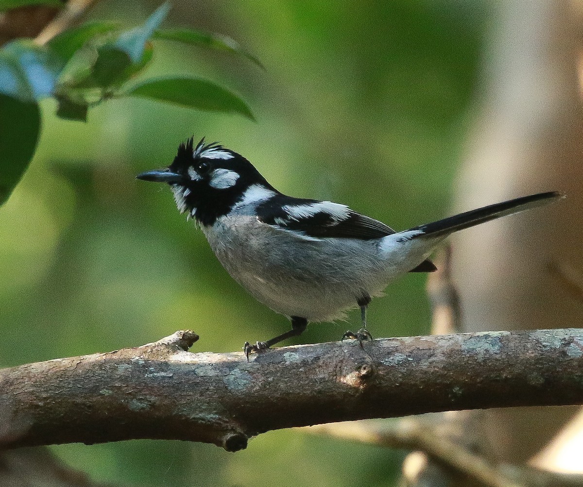 White-eared Monarch - ML286405751