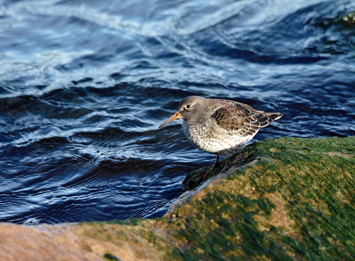 Purple Sandpiper - Celeste Morien