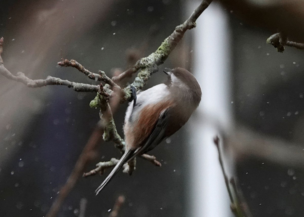 Boreal Chickadee - ML286407501