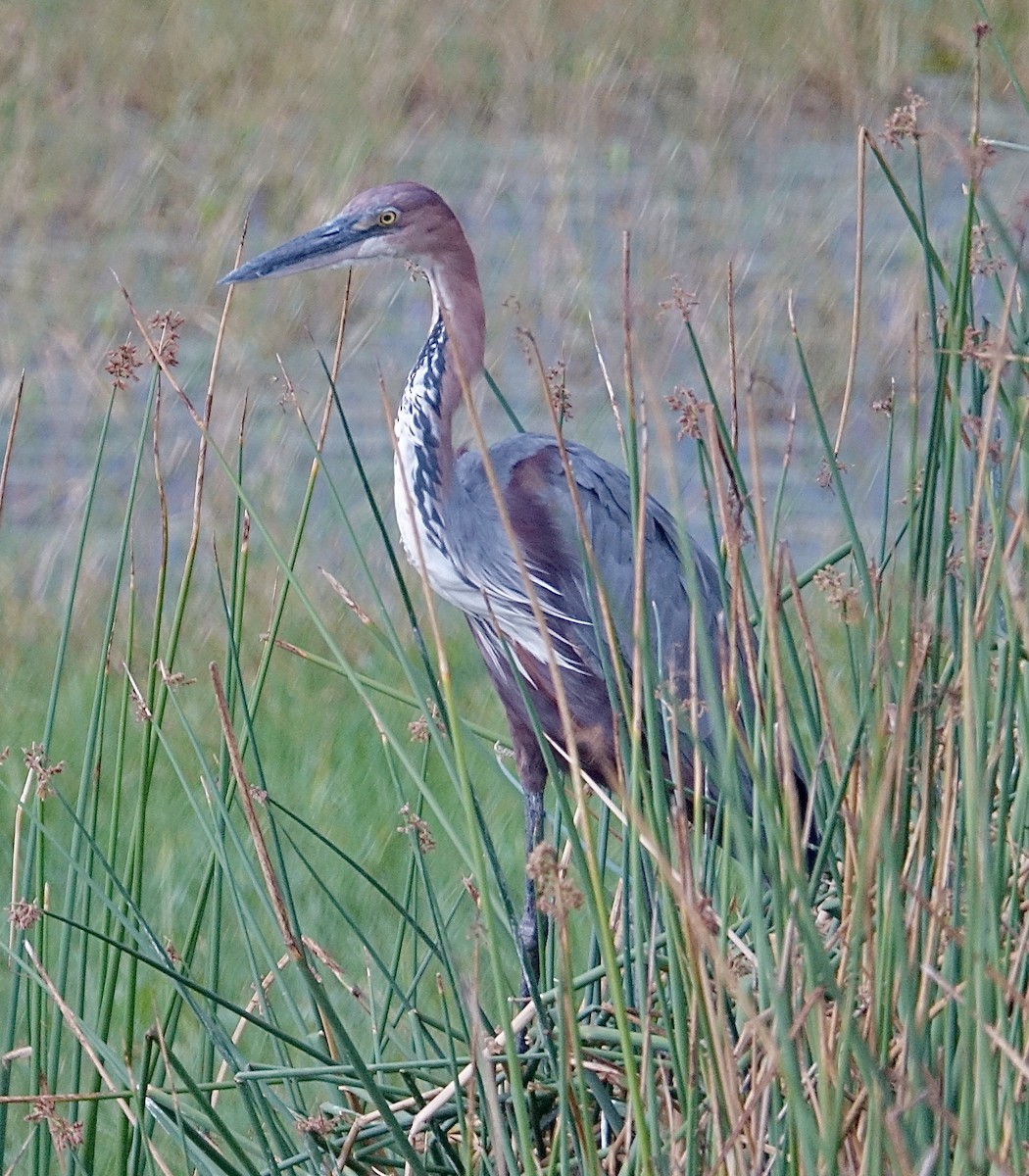 Goliath Heron - ML286408081