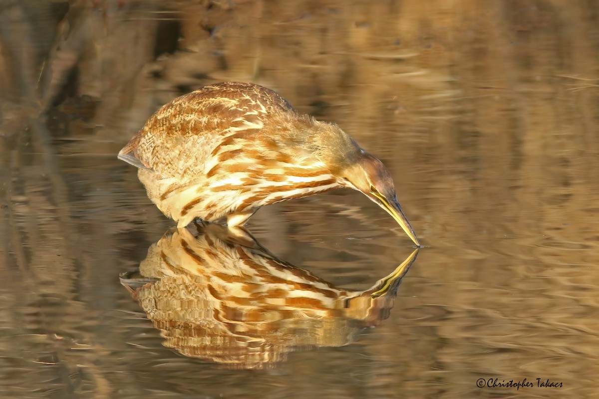 American Bittern - ML286408861