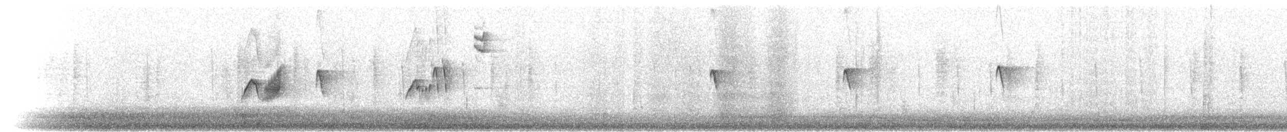 Светлобрюхий фиби - ML286409301