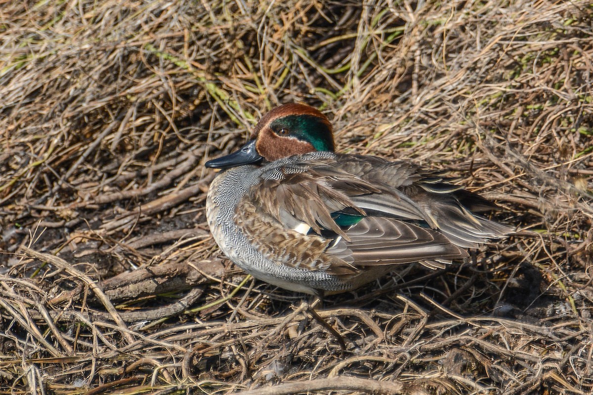 Green-winged Teal (Eurasian) - ML286411221