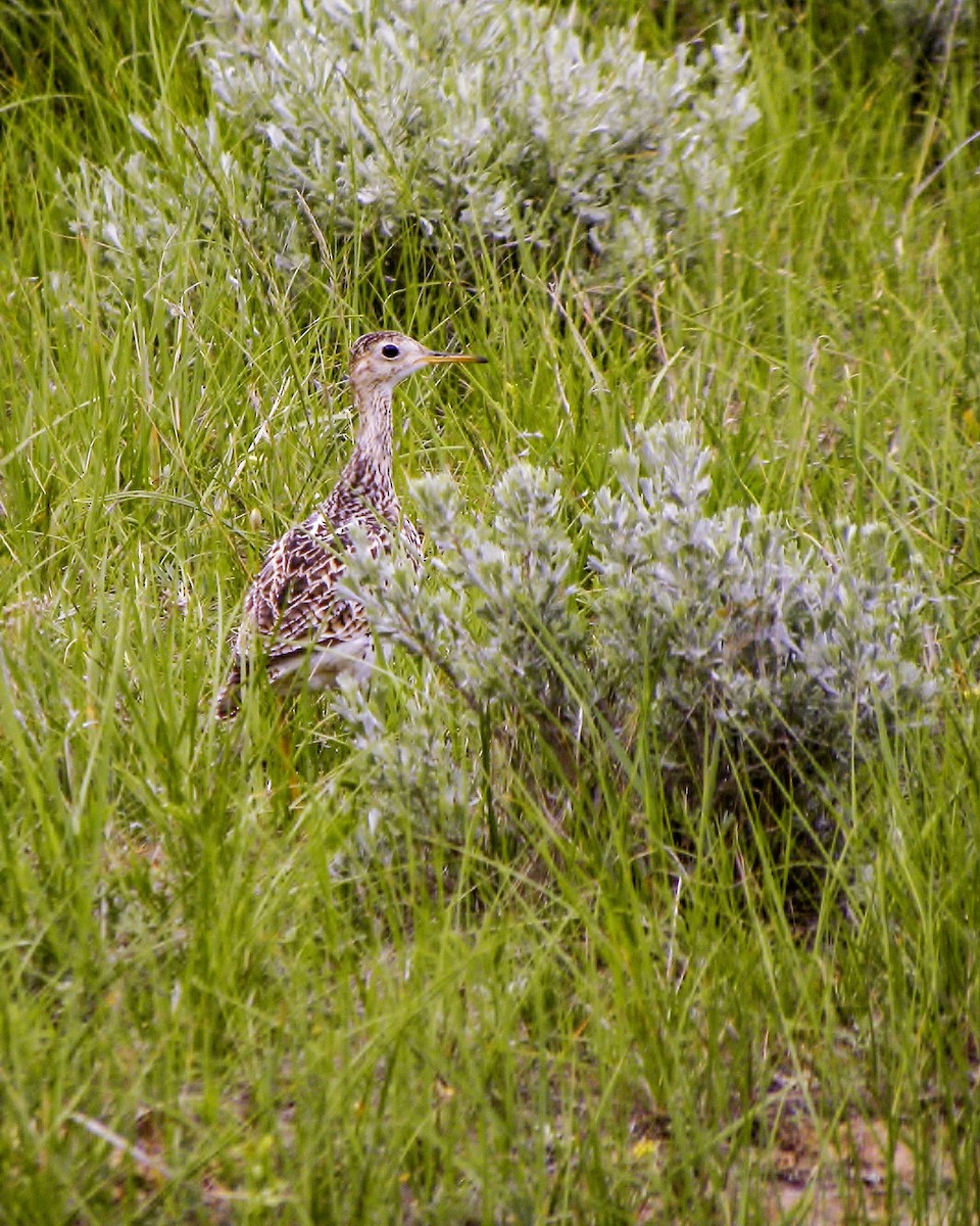 Upland Sandpiper - Tim Ludwick