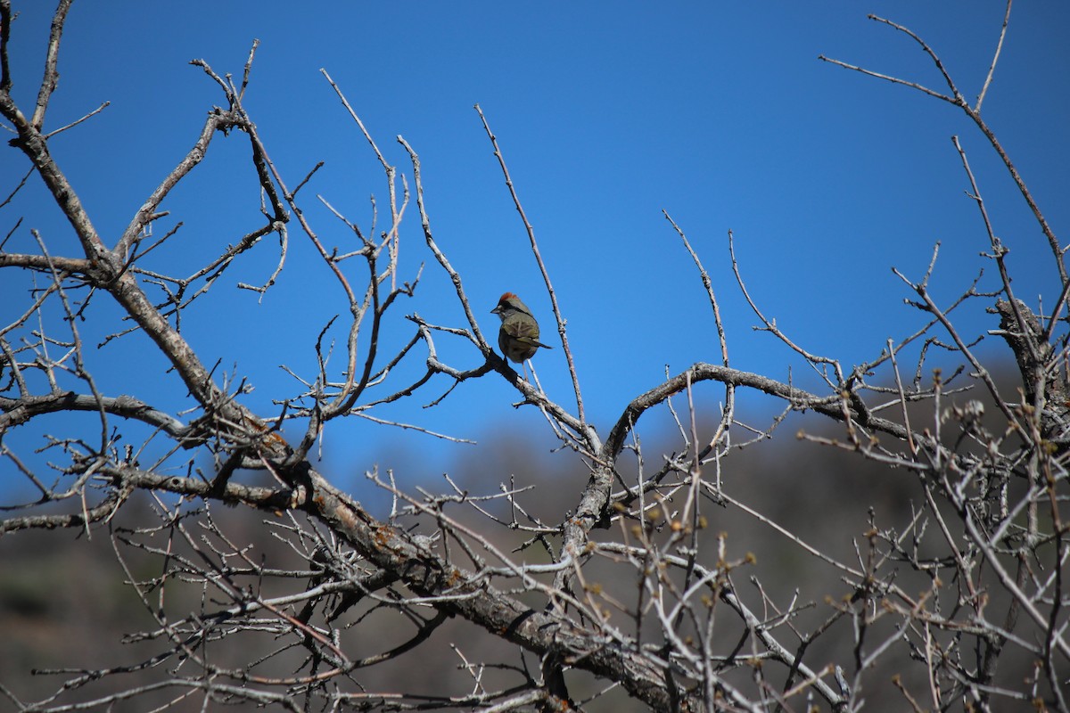 Green-tailed Towhee - ML28641211