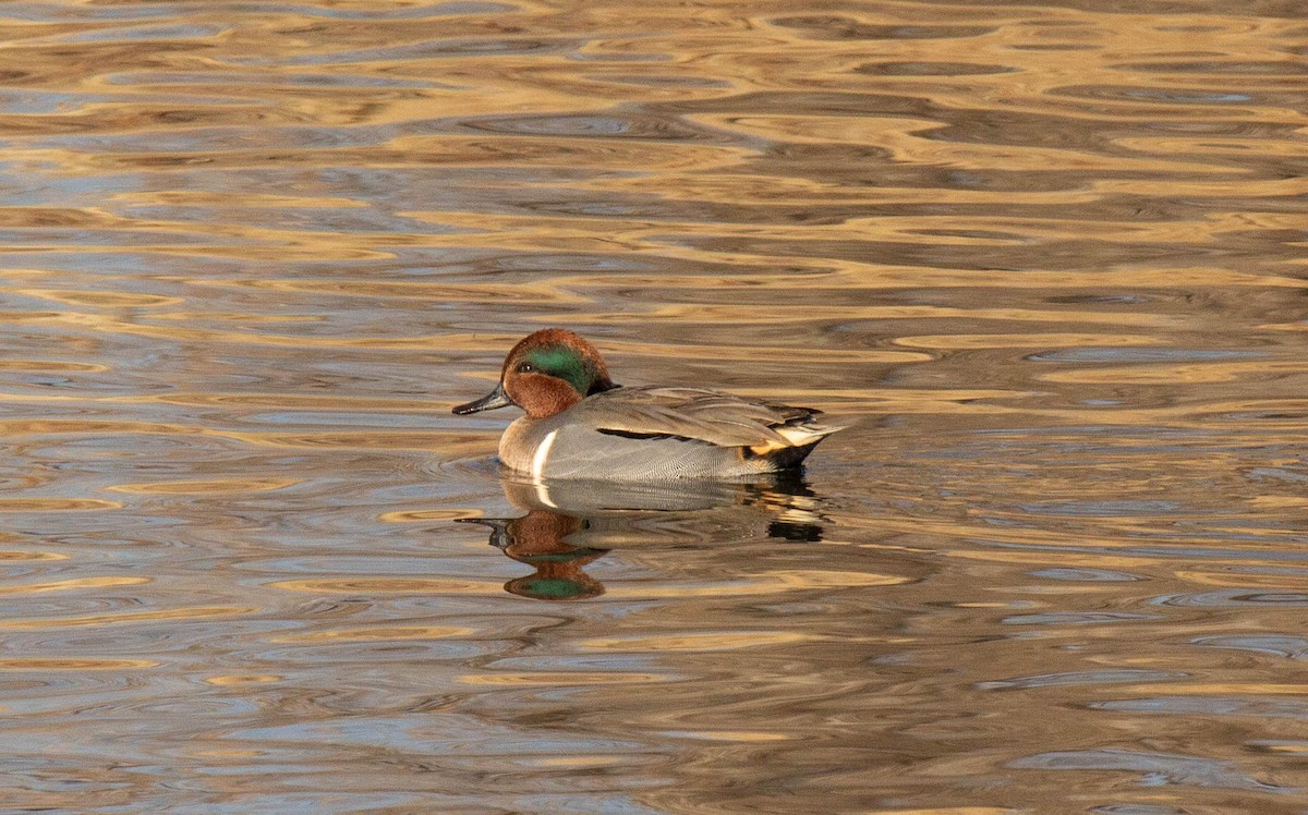 Green-winged Teal - ML286412411
