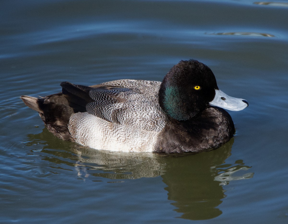 Lesser Scaup - Matt DuRoss