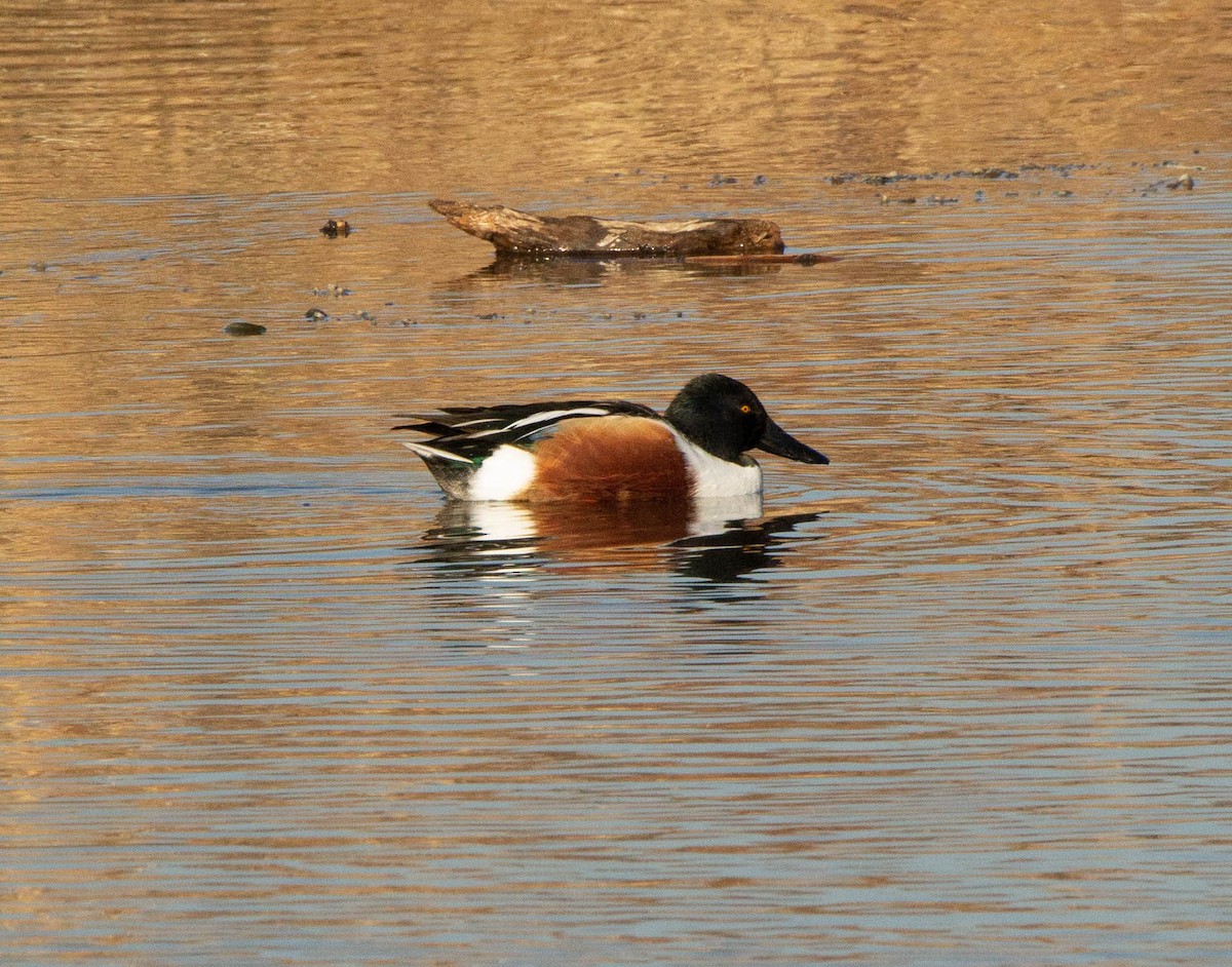 Northern Shoveler - ML286412861