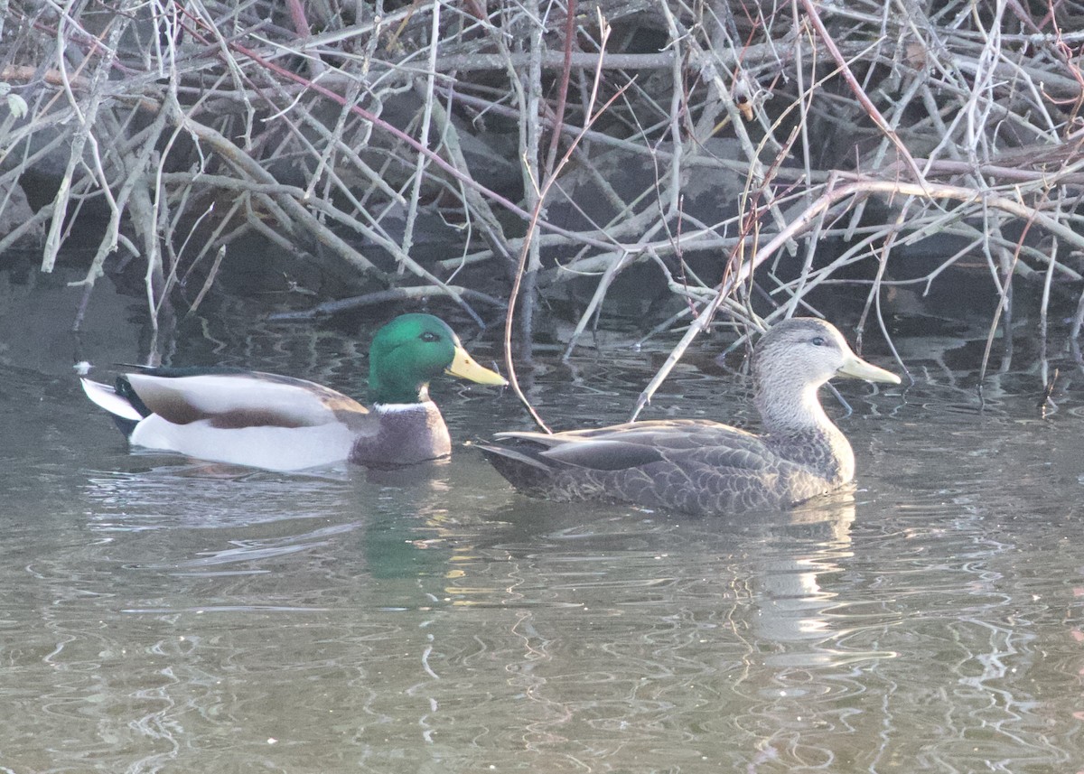 American Black Duck - RJ Baltierra