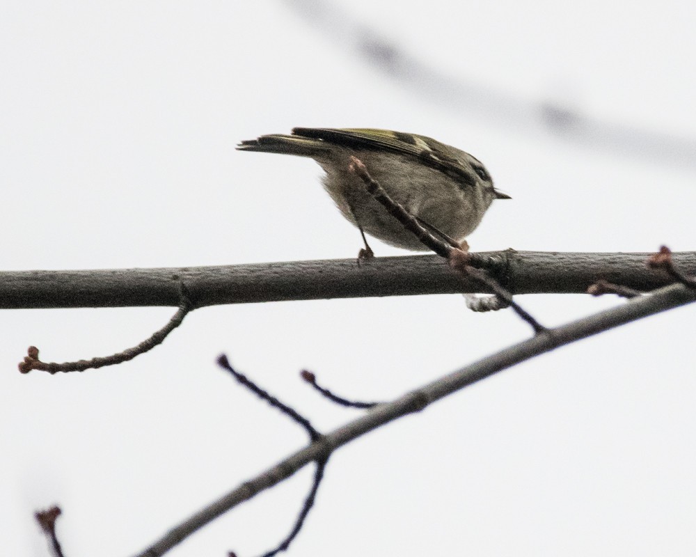 Golden-crowned Kinglet - ML286414511